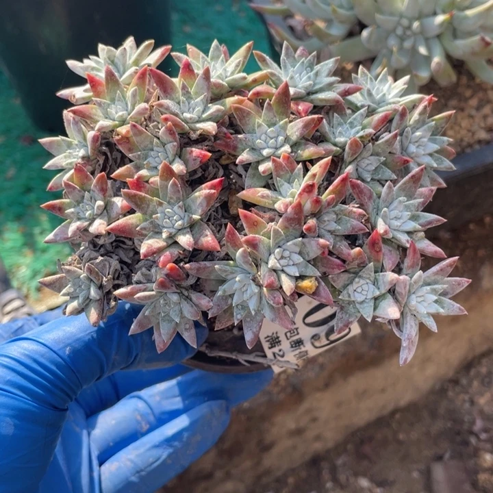 902号白菊多肉植物