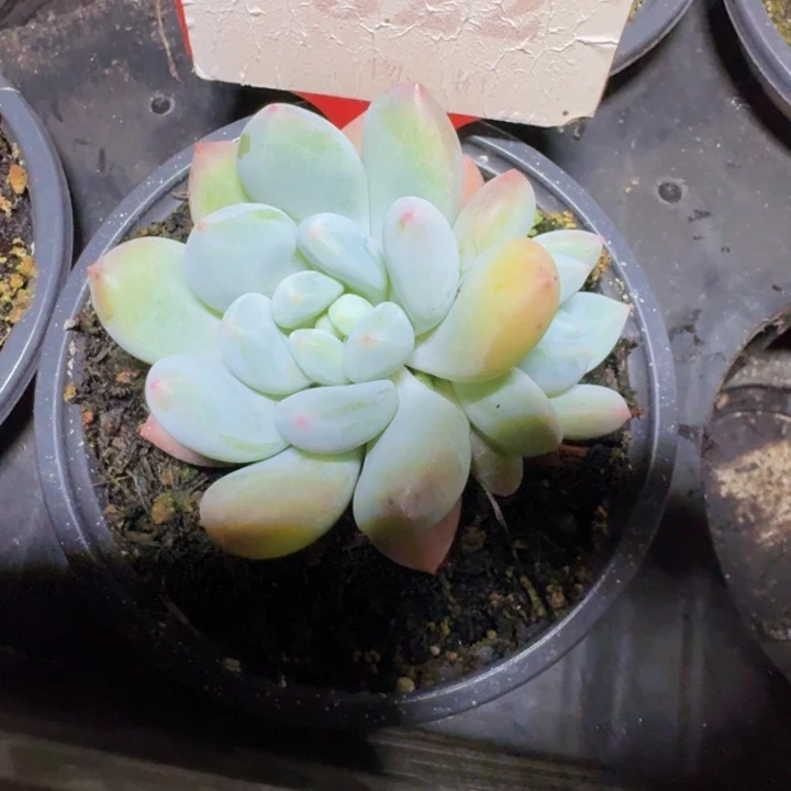 白胖美人522多肉植物一物一拍