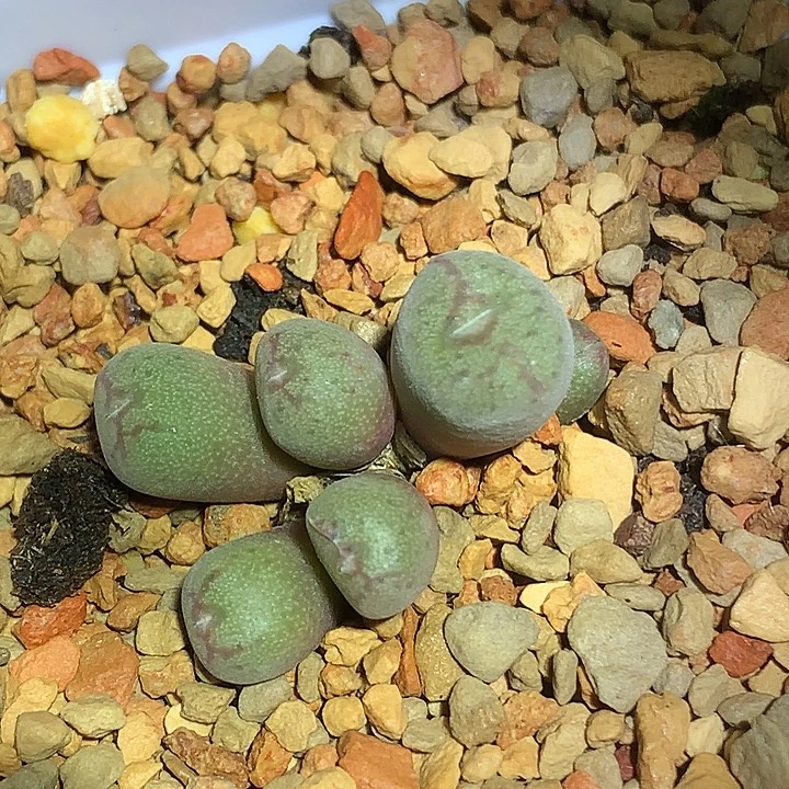 精品多肉植物精品杂交系列