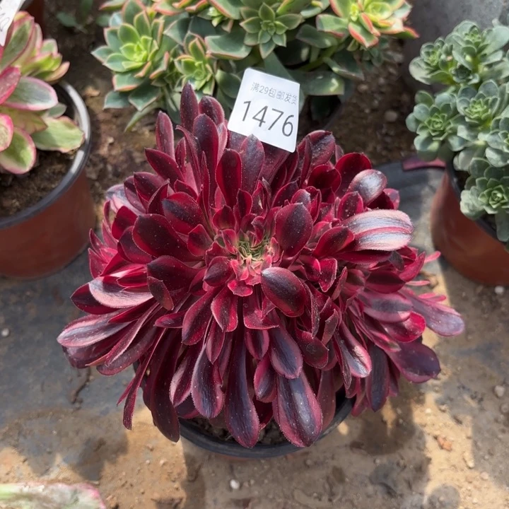 美杜莎坠多肉法师1476