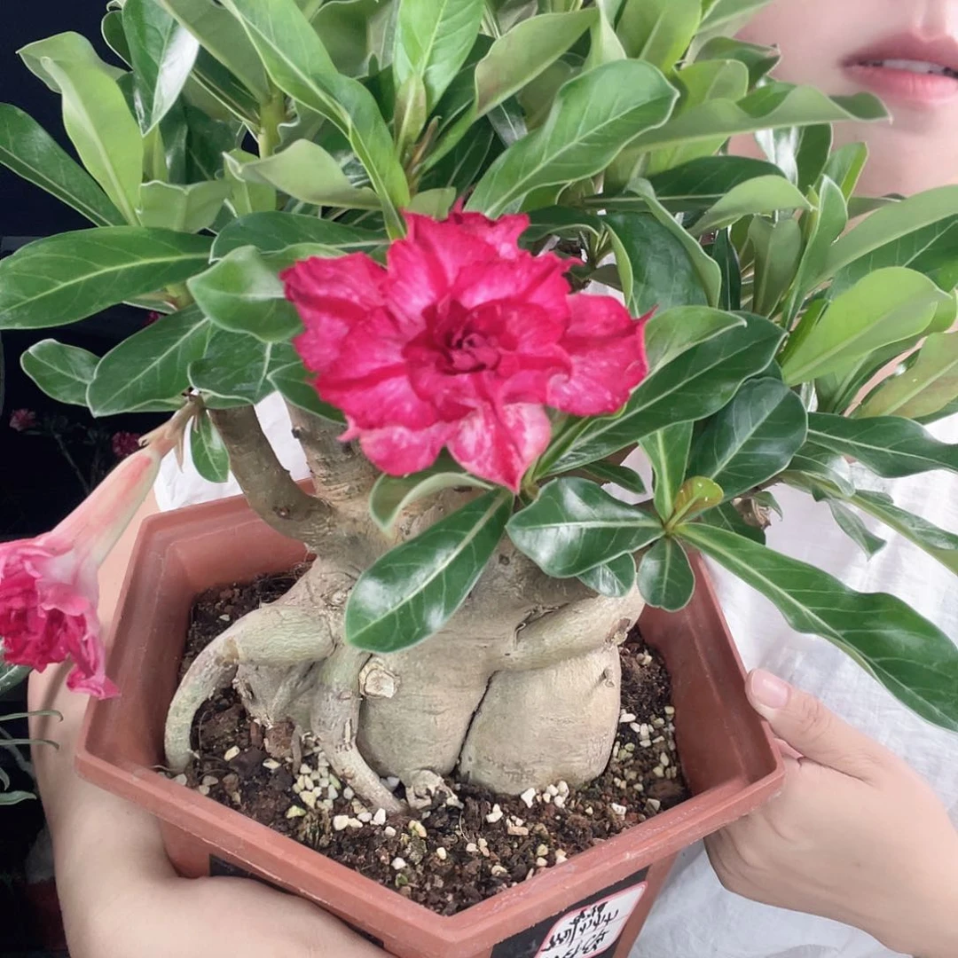 沙漠玫瑰多瓣一物一拍