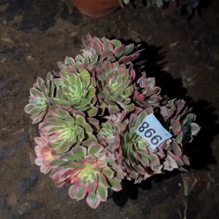 998玉芙蓉多肉植物不售后