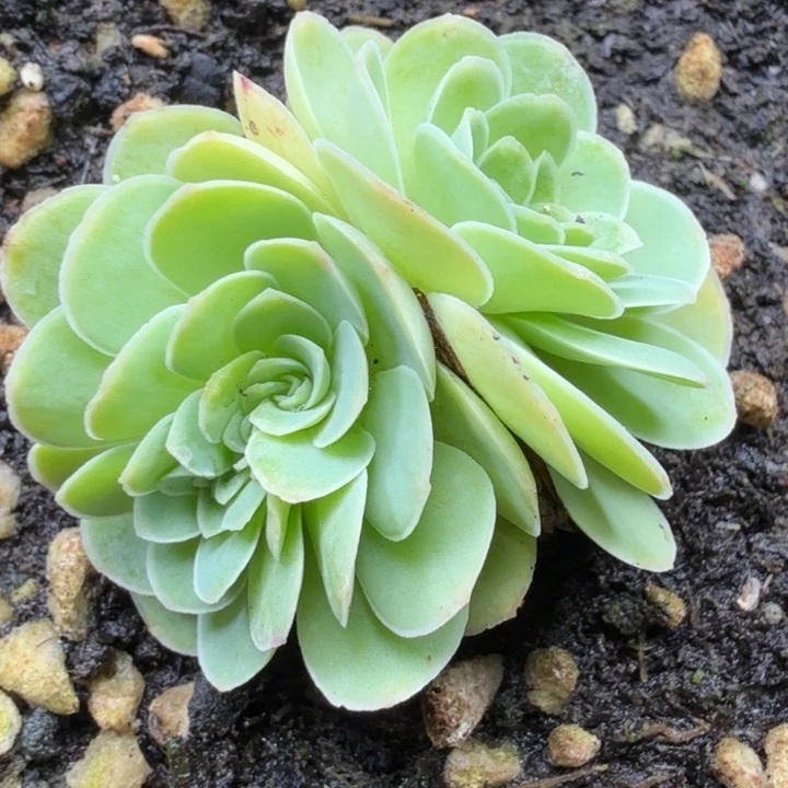 缀化65山地玫瑰一一一