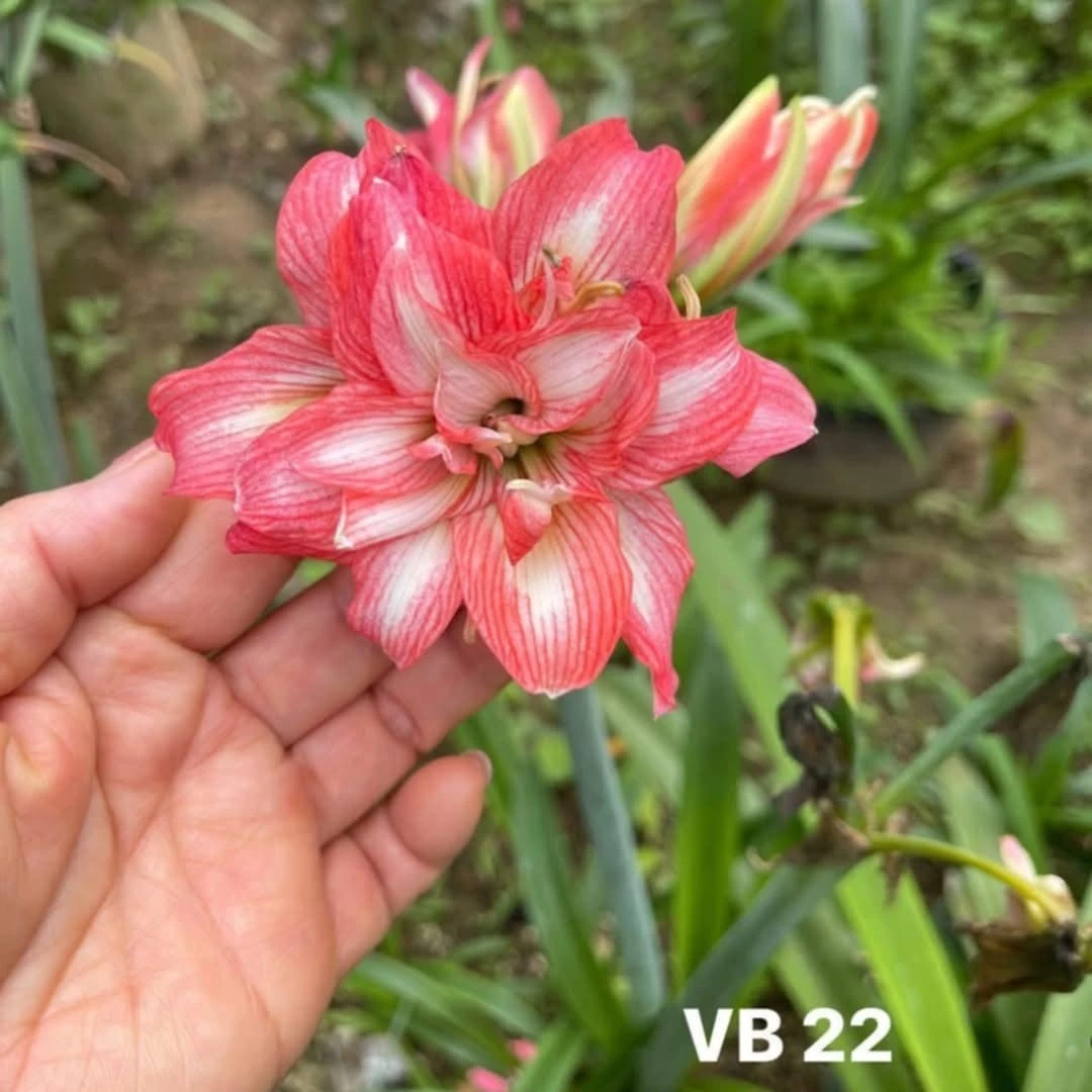 朱顶红【VB22】1.3cm 越朱高品，只包对版，不包后期养护