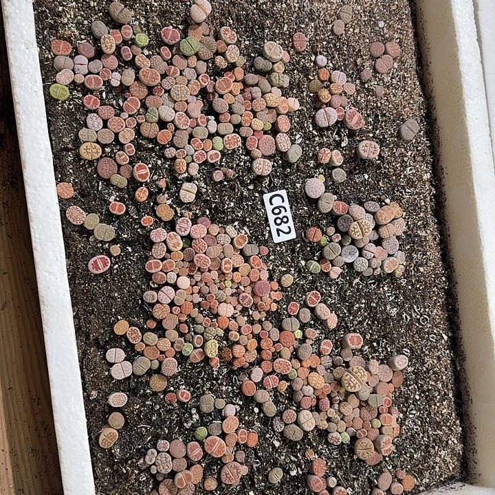 生682石花整框脱土发货不售后