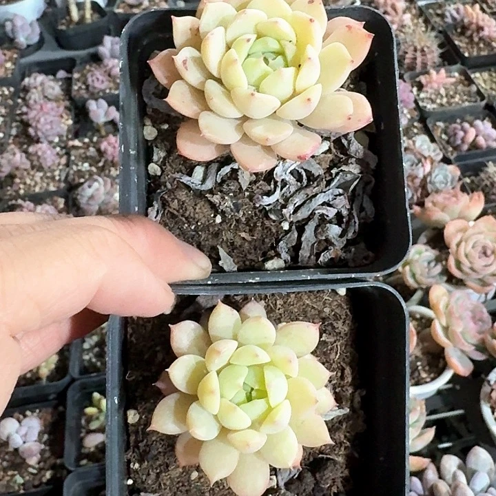 浅*光n b c c b b b vvv300