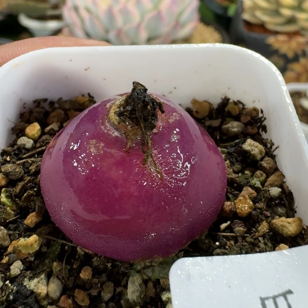 2749灯泡多肉植物的时候