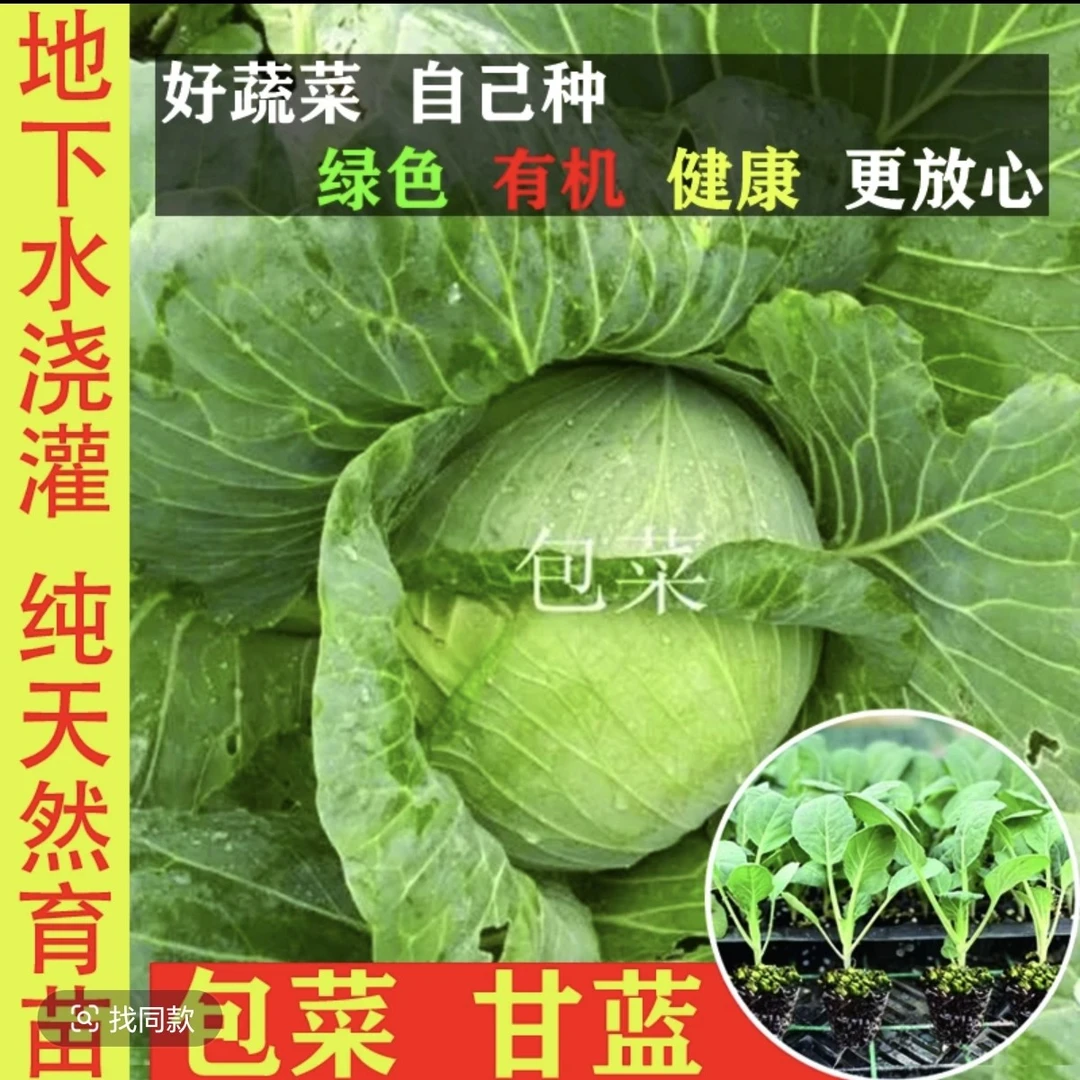 耐寒抗冻莲花白秧苗京丰一号，好吃脆甜爆款扁包卷心秧苗