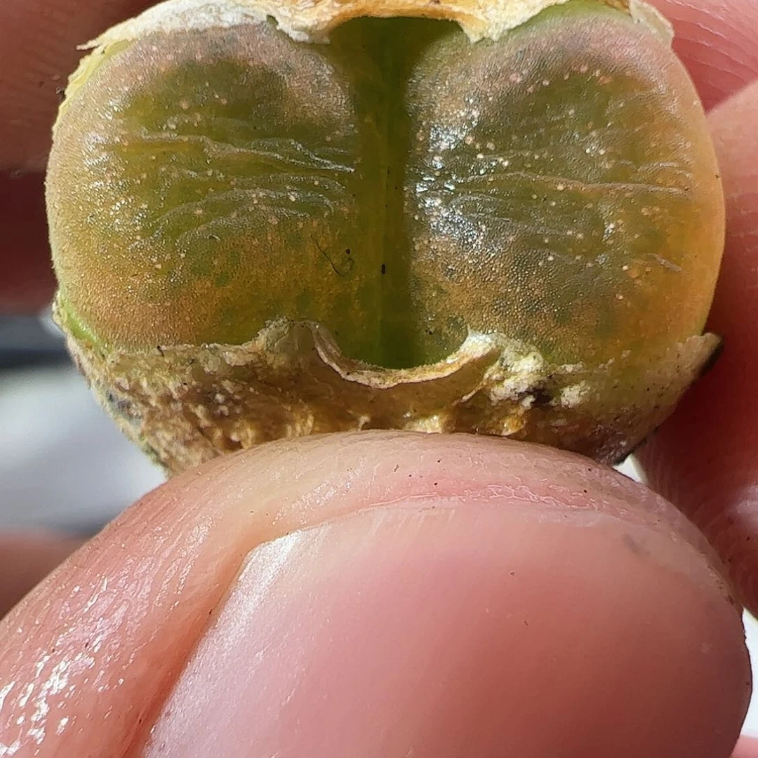 0000735 一物一拍杂交冰晶树莓