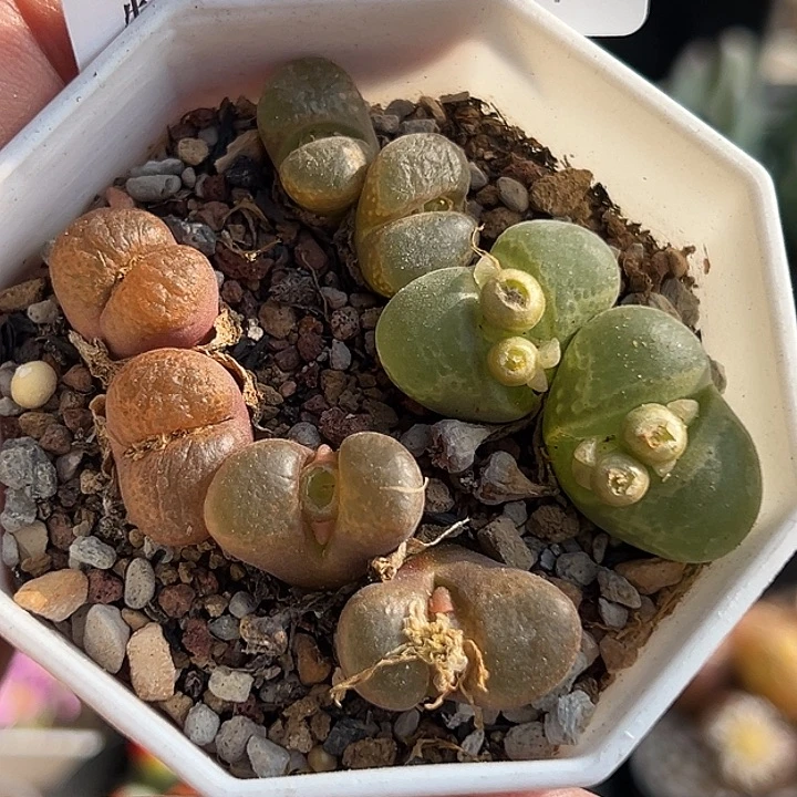 676号特价风铃wzzyyyxyxx