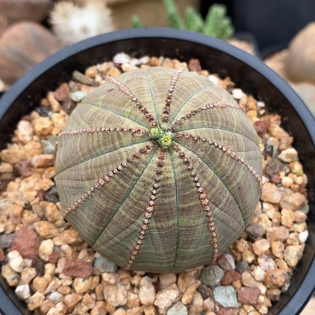 欧系实生布纹球多肉植物