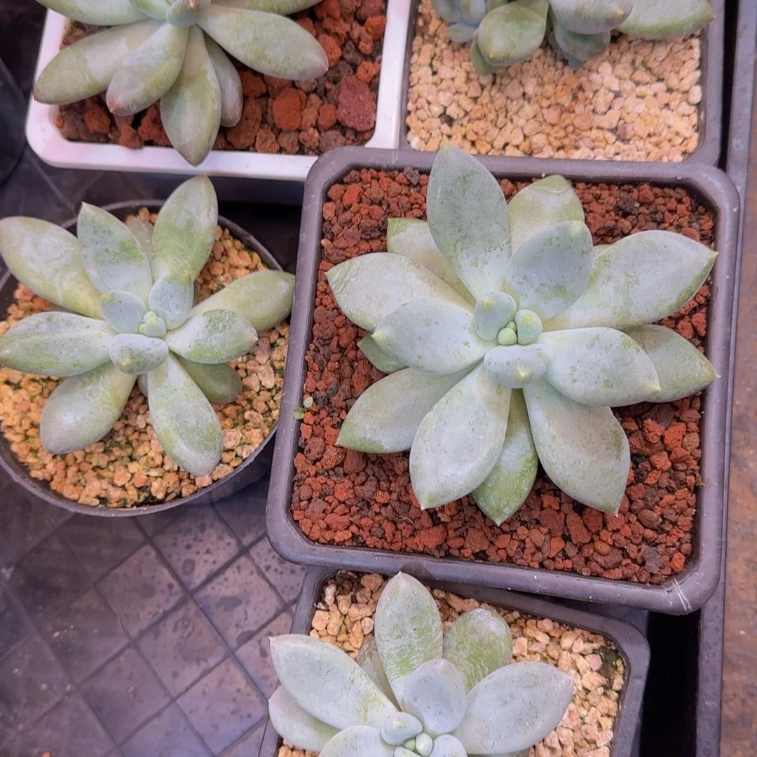 胖体哥特萝莉5颗100