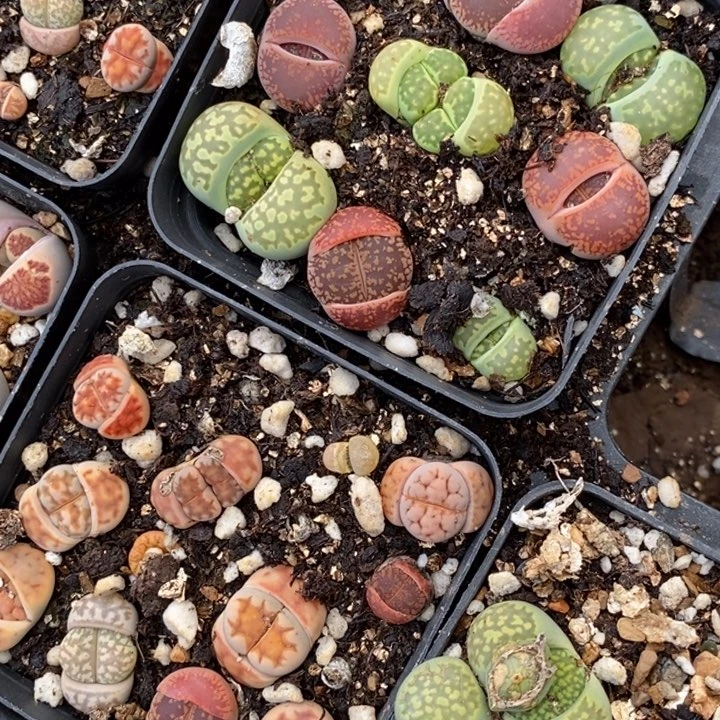 生石花彩色五颗一组