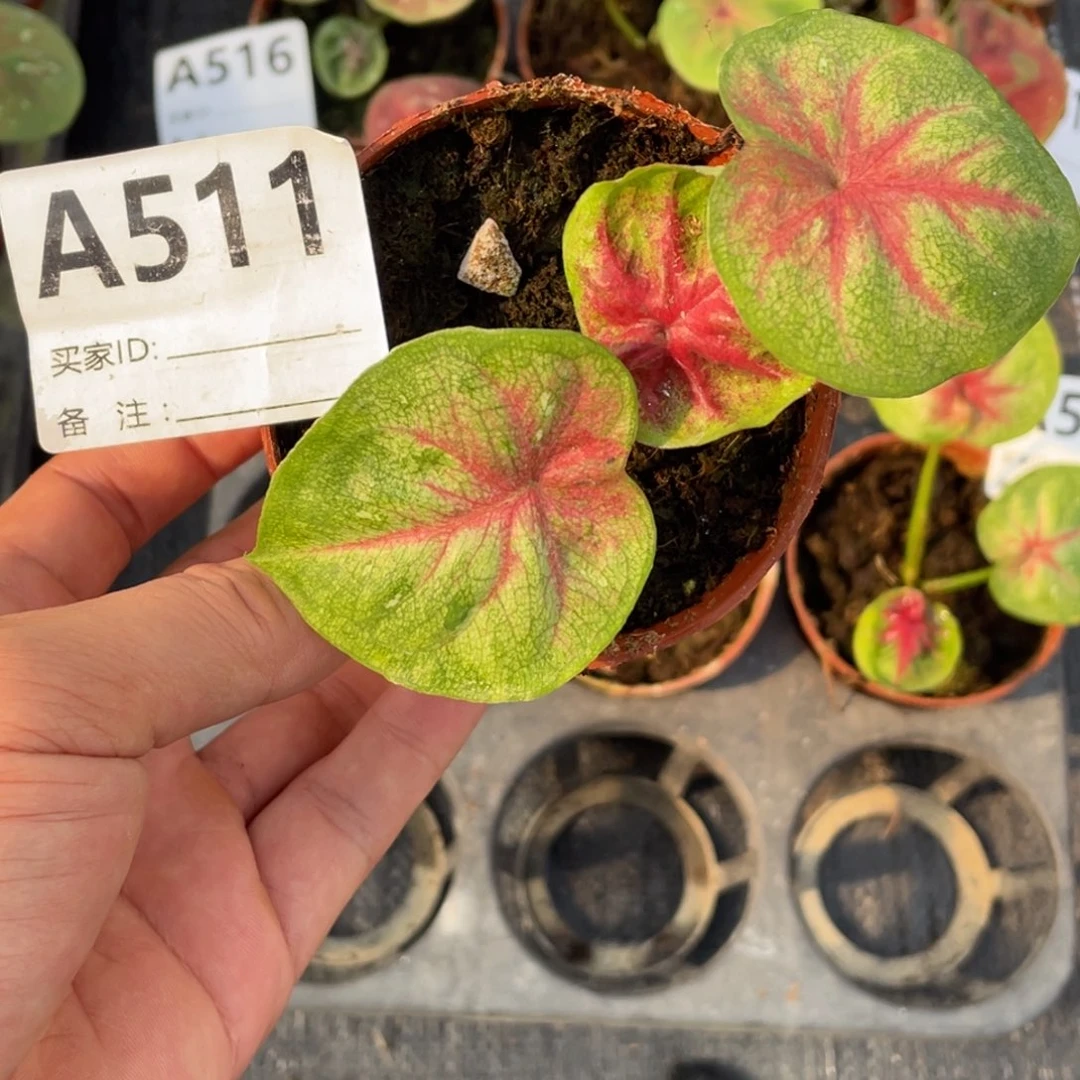 完全开放海王小崽