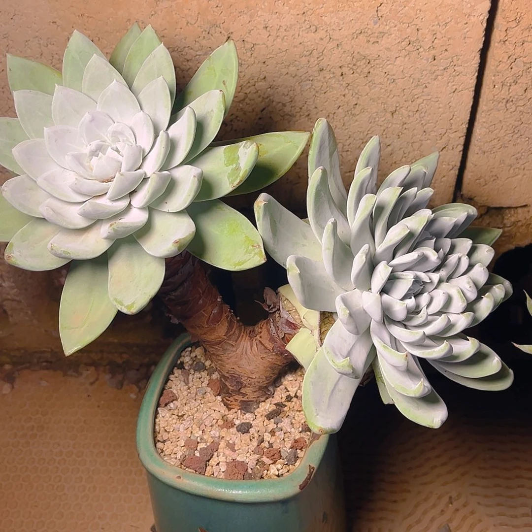 大花朵苹果叶杂拇指