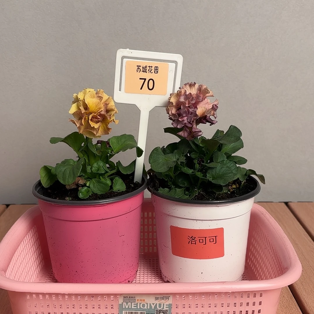 大部分开放少量花苞70