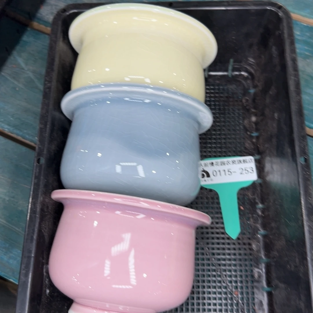 多肉一物一拍0115/253