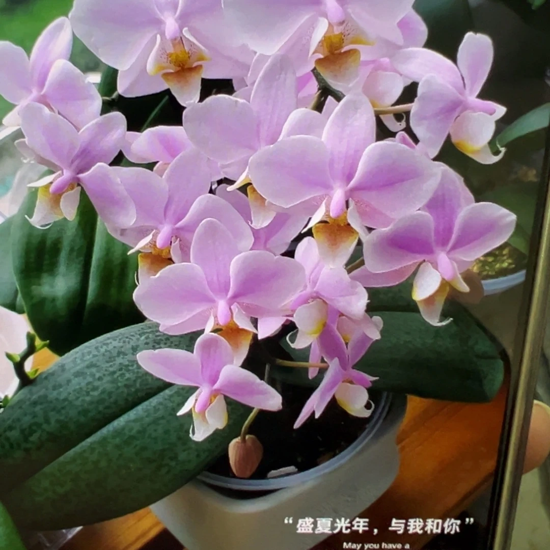 当前无花栽培后可以开花处理微瑕疵三个花剑槟榔西施