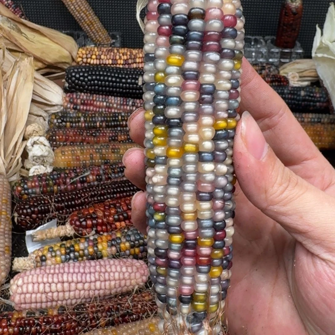 柏香籽/百香籽吊坠⭐*肉