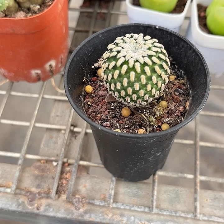 猪***猪我也不知道我为什么要这样