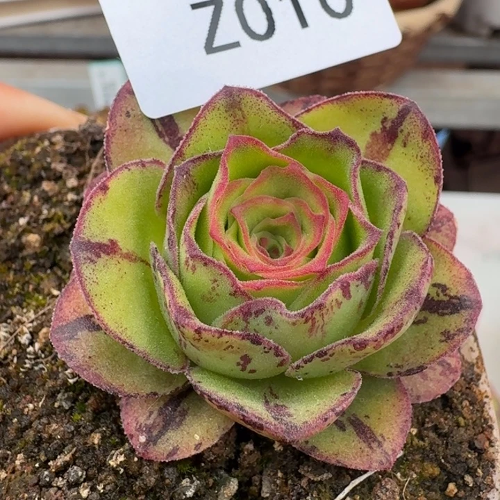 朱010。  不周龙脊。