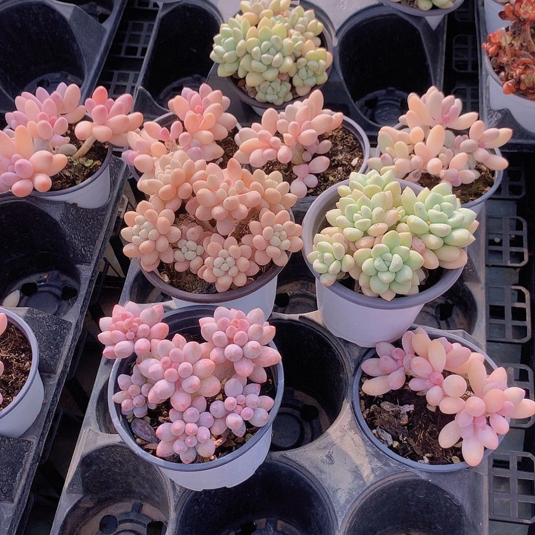 三组合8888888888888