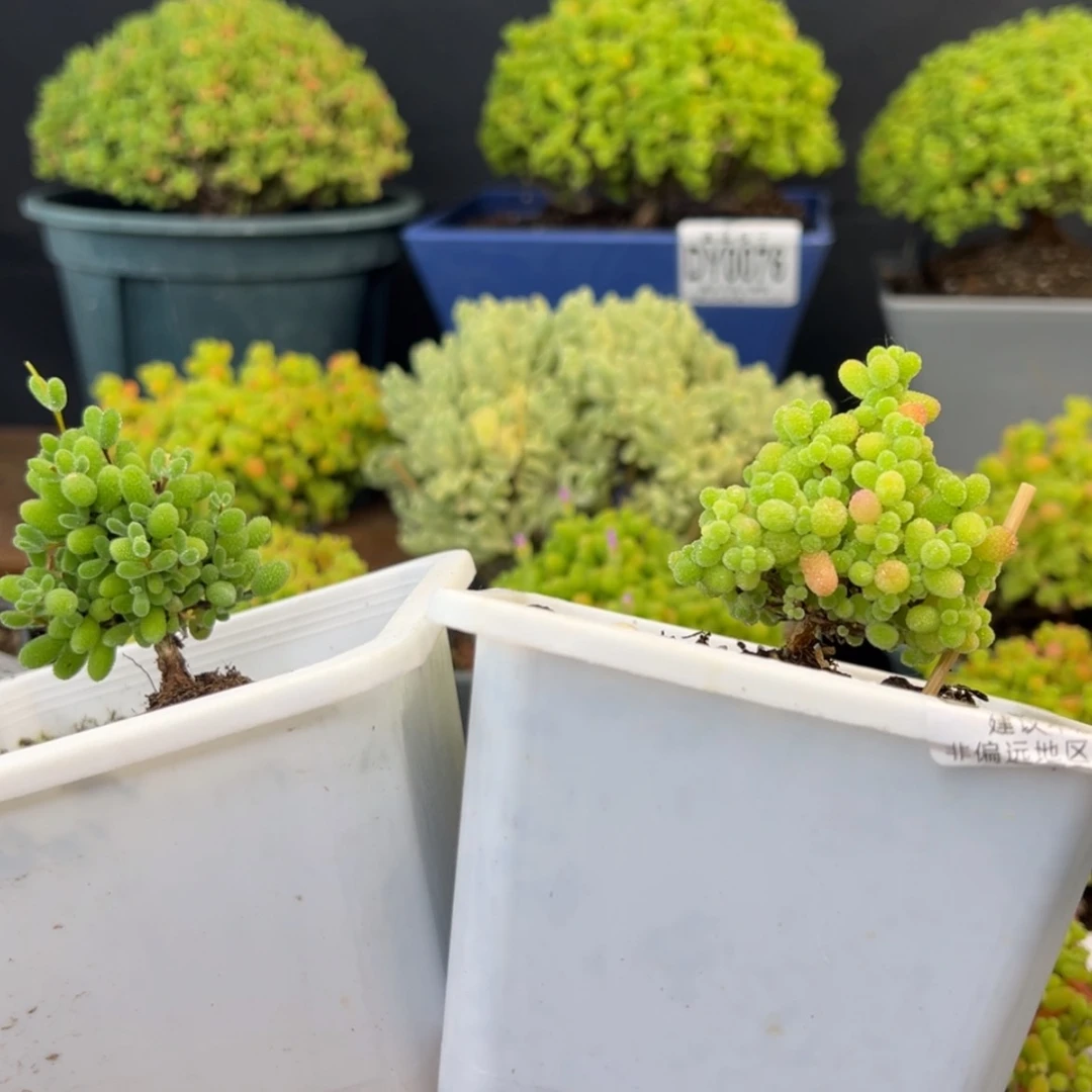 【闪购商品】鲸***?dy02250093翡翠实生桔子糖