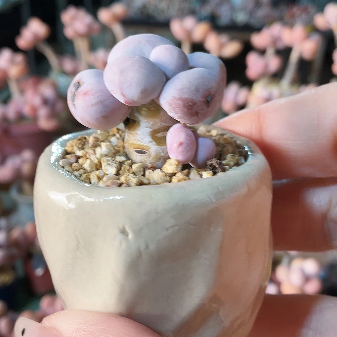 ****X多肉植物的生长发育和生长发育等