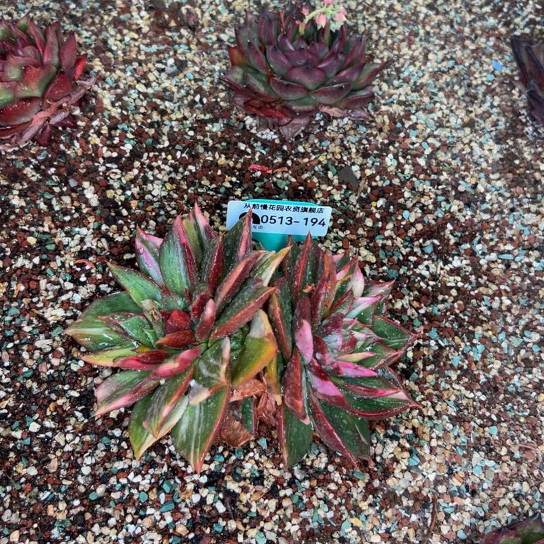 孟*前多肉一物一拍0513-194