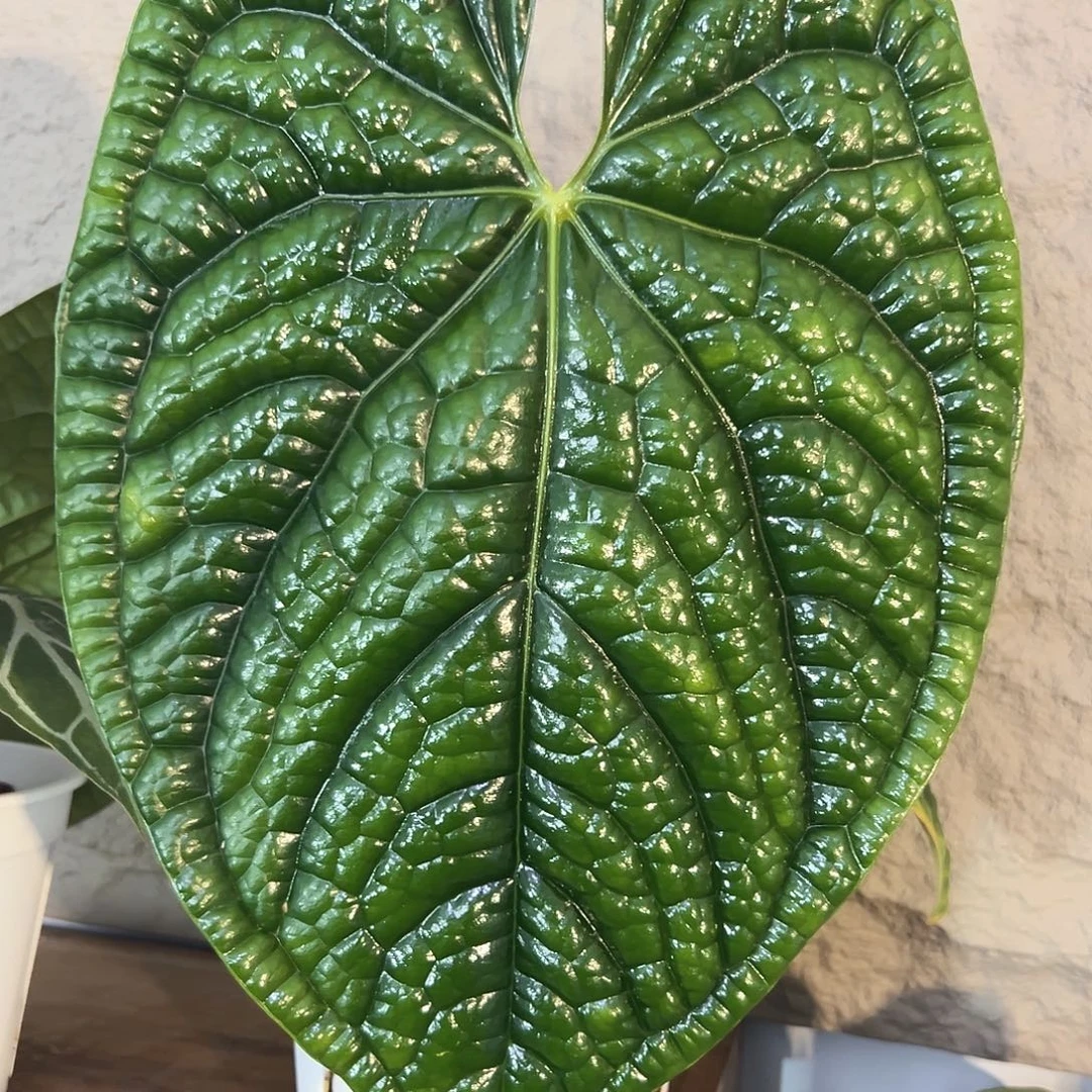 无花朵40厘米大奢华侧芽