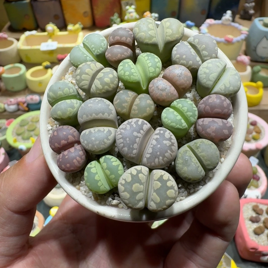 蘑菇1027大牙彩拼多肉植物
