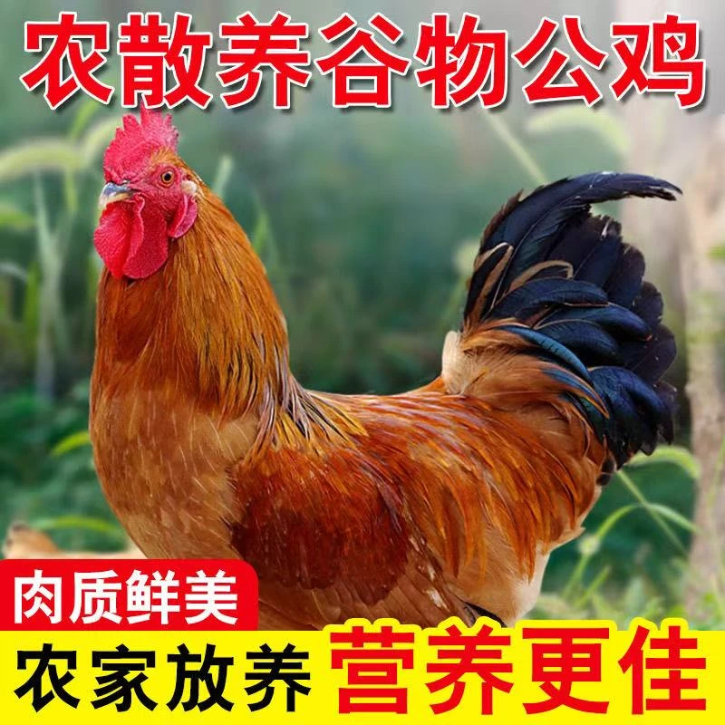 散养土公鸡，2只（6-7斤），散养1年【默认宰杀】，徐州草公鸡