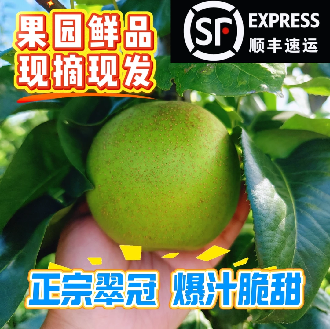 正品翠冠梨 爆汁鲜甜 果园现摘现发 顺丰包邮