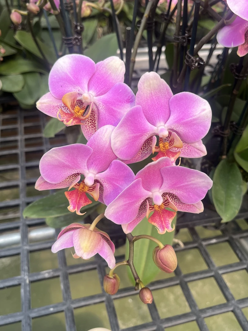 A10【红韵】高端蝴蝶兰室内花卉