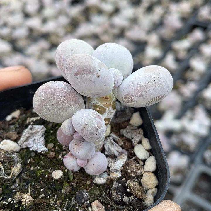 一我一拍满18包邮