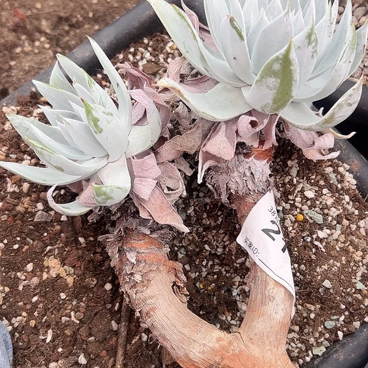 爱***球谢谢姐姐～一物一拍2110