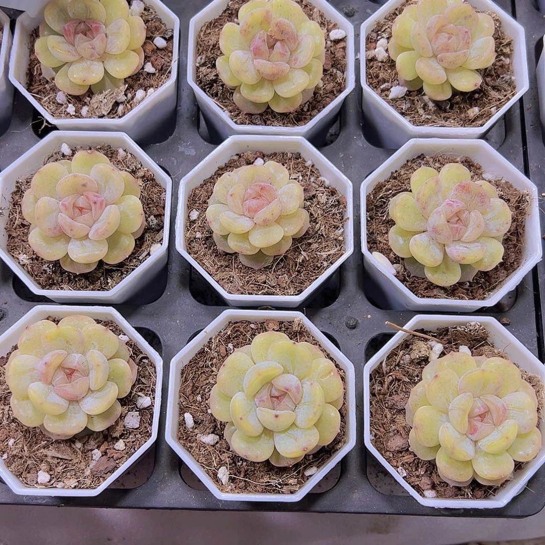 彩恋带盆带土19包邮