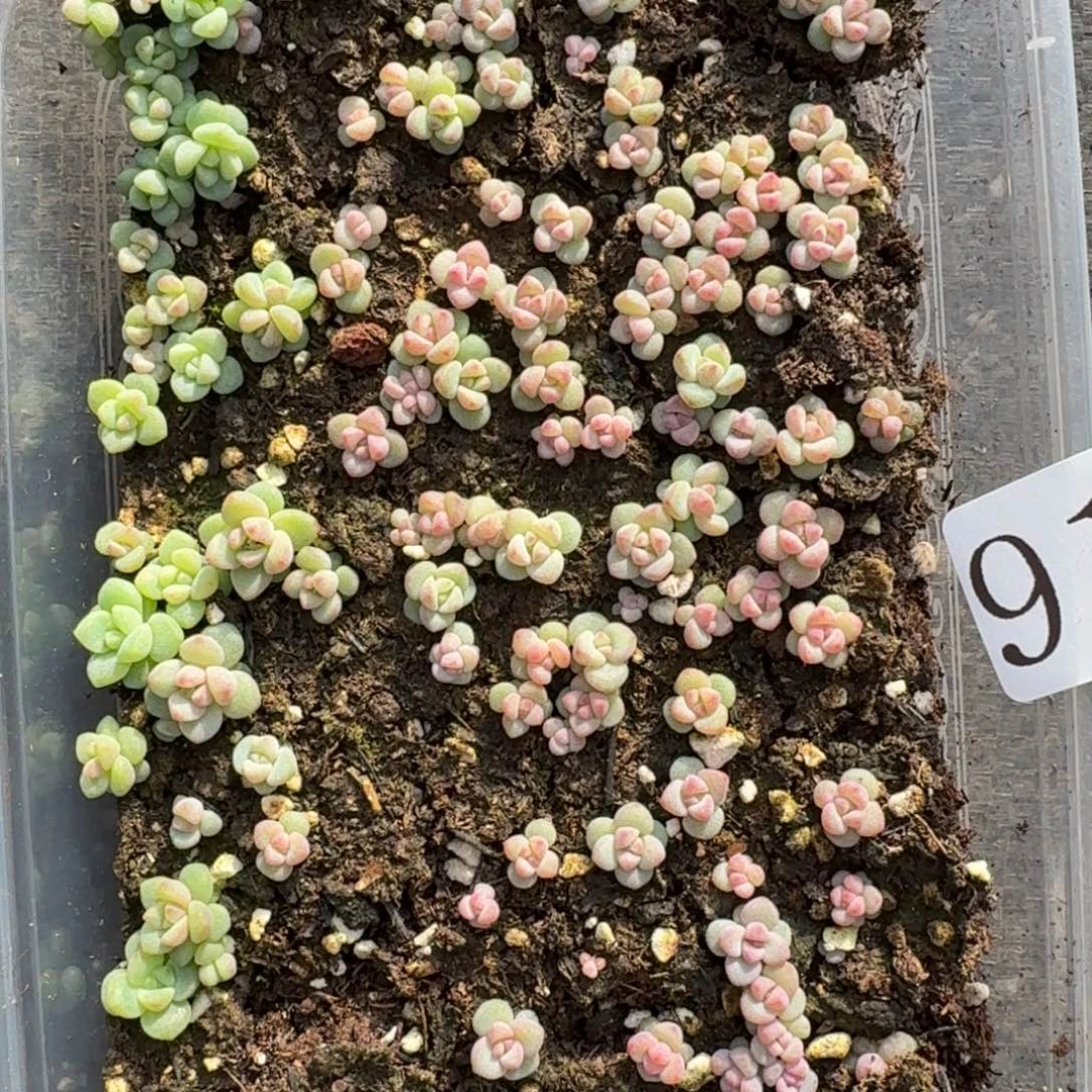 多肉植物多肉植物912