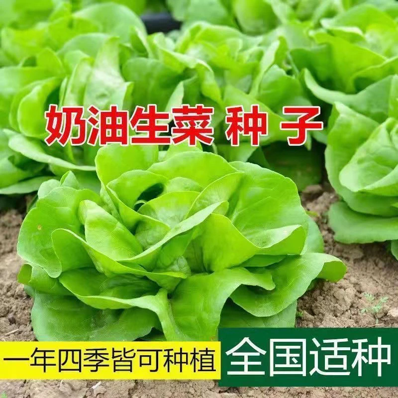 四季种植【新品种到货】四季奶油生菜种子阳台盆栽耐热可生蔬菜种子