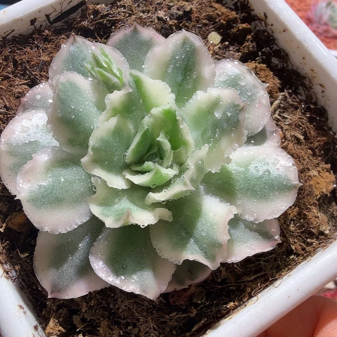 紫蝴蝶锦，多肉植物