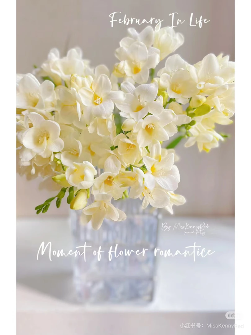 【花甜悦夏优选】奶油白香雪兰鲜花（百分之十不售后3个订单起包邮