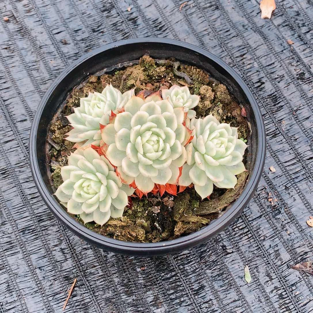 多肉植物多肉植物蝴蝶锦