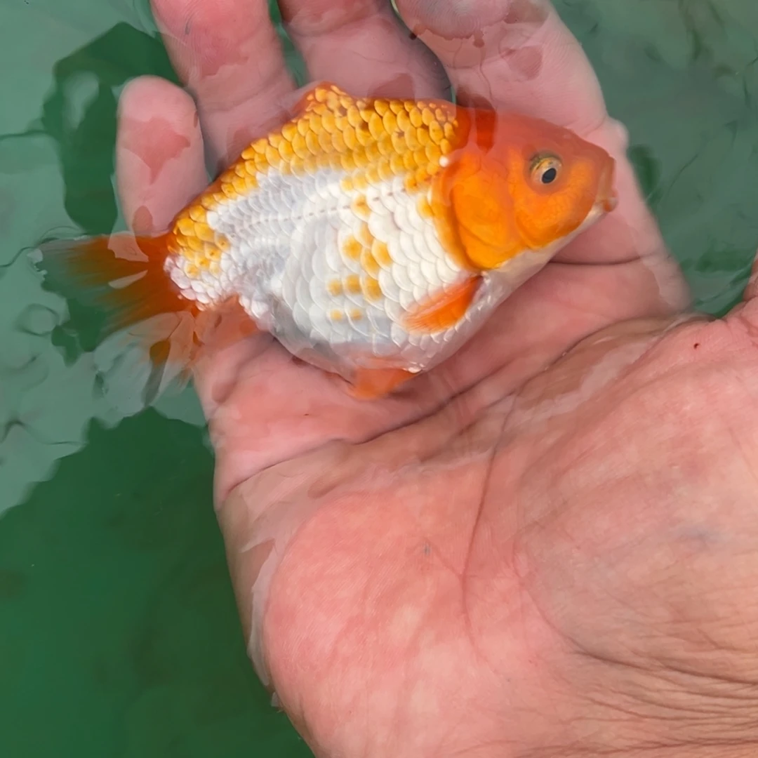 海***店金鱼鲨鱼鳍包邮正经鱼贩