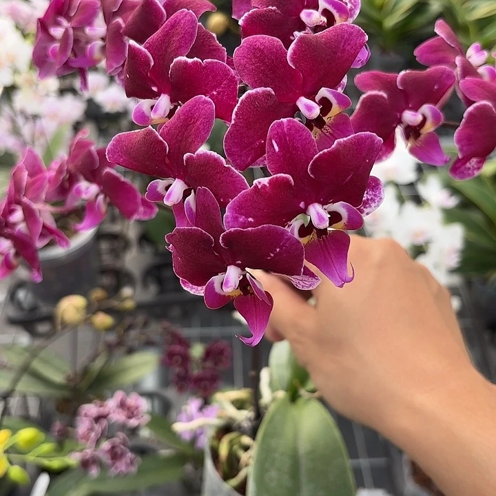 完全开放椎名黑夫人3.0带花