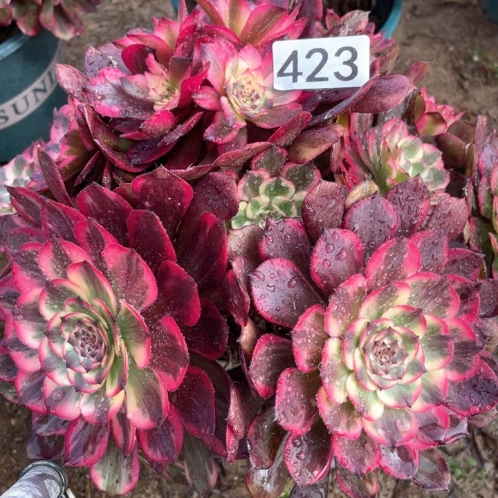 423多肉烟花植物