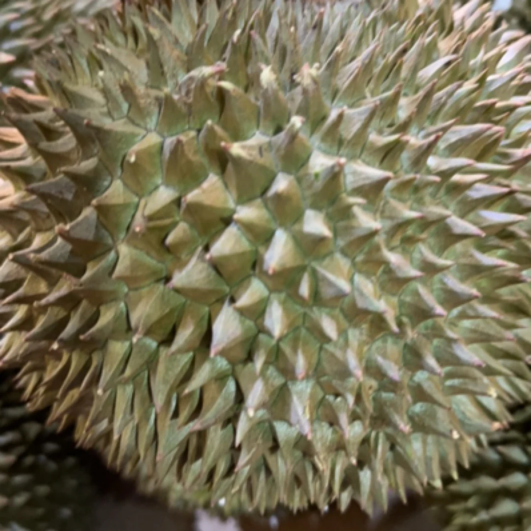 新鲜金枕榴莲【保四房】（一物一拍）核小适中/3-7斤金枕泰国【好东西】金枕泰国