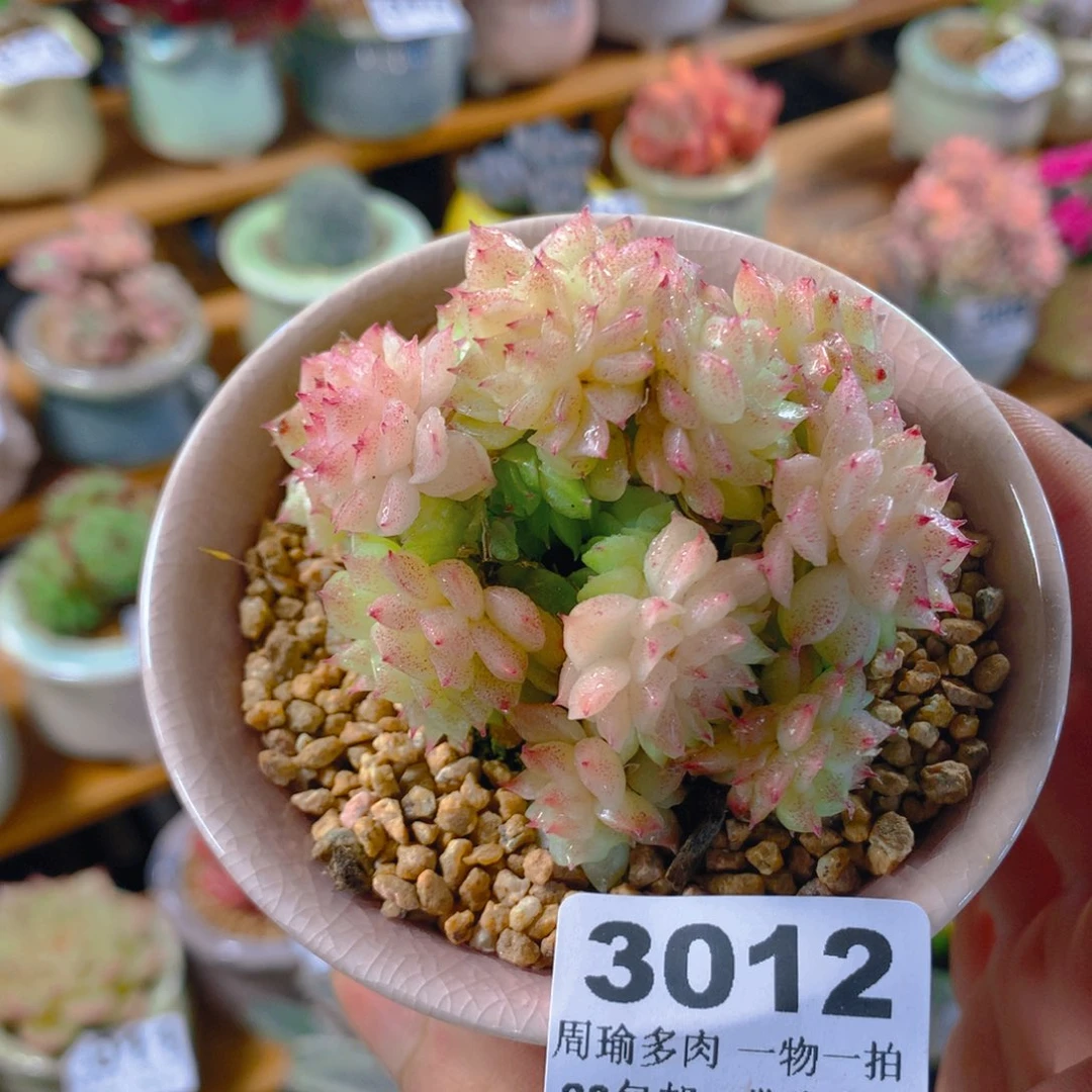 精控多肉植物3012