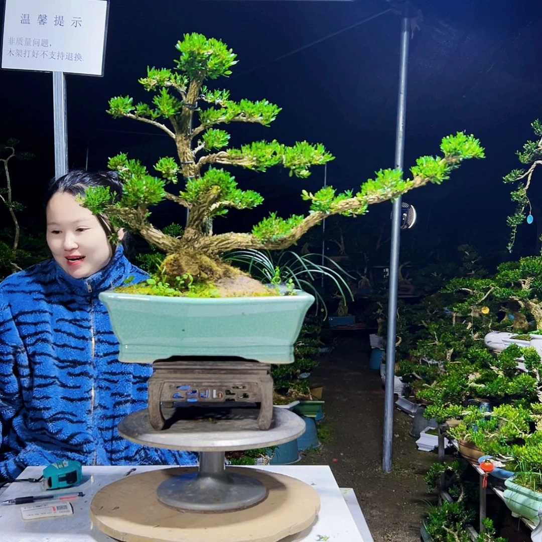 东***哥无花朵黄杨木