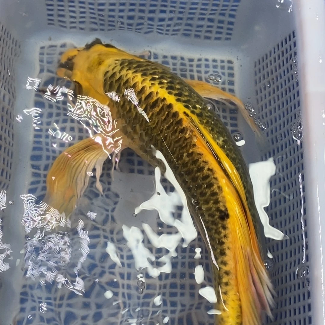 锦鲤冷水锦鲤包邮