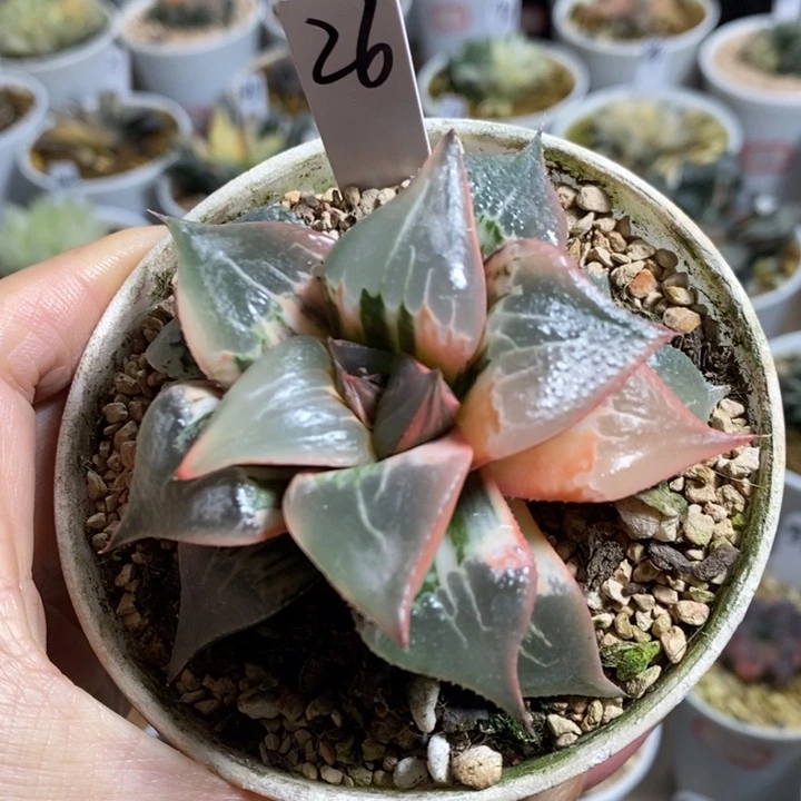 酒吞童子锦2222222222222222